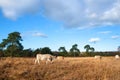 Nature in Dutch Leersummer veld Royalty Free Stock Photo