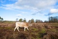 Nature in Dutch Leersummer veld Royalty Free Stock Photo