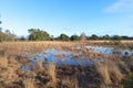 Nature in Dutch Leersummer veld