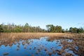 Nature in Dutch Leersummer veld