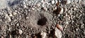 Myrmeleontidae animal holes as nests in the sand