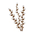 Nature easter flower tree plant pussy-willow blossom vector illustration.