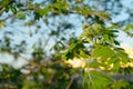 Nature easters background of the young spring leaves