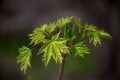 Nature easters background of the young spring leaves Royalty Free Stock Photo