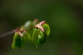 Nature easters background of the young spring leaves Royalty Free Stock Photo