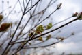 Nature easters background of the young spring leaves