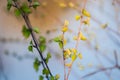 Nature easters background of the young spring leaves