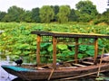 Nature, environment, boat, bird and lotus in Beijing city, China. Peaceful place and beauty