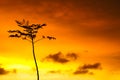 Tree silhouette in sunset sky clean environment concept Royalty Free Stock Photo