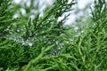 Nature environment with dew water droplet and rain drop on green leaf of plant tree in tropical freshness garden of Doi Inthanon Royalty Free Stock Photo