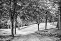 Nature, environment and ecology concept. Footpath among green trees, ecology. Path in spring or summer forest, nature Royalty Free Stock Photo