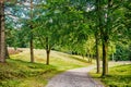 Nature, environment and ecology concept. Footpath among green trees, ecology. Path in spring or summer forest, nature Royalty Free Stock Photo