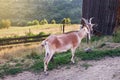 Nature and environment. Goat grazing in green field on farm Royalty Free Stock Photo