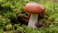 Russule mushroom in autumn forest