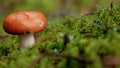 Russule mushroom in autumn forest