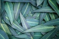 The Nature Eucalyptus leaves background Royalty Free Stock Photo