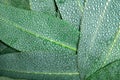 Nature Eucalyptus leaves with water rain drop background Royalty Free Stock Photo