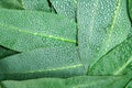 Nature Eucalyptus leaves with water rain drop background Royalty Free Stock Photo