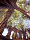 Nature expanding on old structure