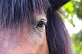 Nature eye of brown horse , animal face background Royalty Free Stock Photo