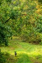 Nature in fall, apple tree and dog running