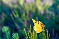 One autumn leaf on an indistinct background