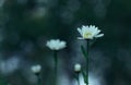 Nature Of The Far East. Flowers bloom-white daisies. Royalty Free Stock Photo