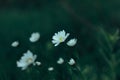 Nature of the far East. Flowers bloom-white daisies. Royalty Free Stock Photo