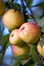 Nature, farm and apple growing on trees in orchard for agriculture, farming and harvesting. Forest, sustainability and Royalty Free Stock Photo