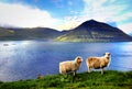 The nature of the Faroe Islands