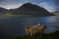 Nature in the Faroe Islands