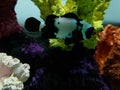 black clownfish in saltwater aquarium