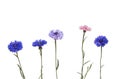 Nature with field colorful flowers cornflowers on a white isolated background