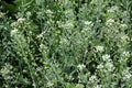 Capsella bursa-pastoris grow in nature