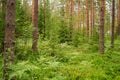 A finnish forest in the summer Royalty Free Stock Photo