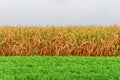 Nature flagnature flag with corn, grass and sky. Royalty Free Stock Photo