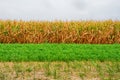 Nature flagnature flag with corn, grass and sky. Royalty Free Stock Photo