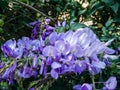 Nature.  Flora.  Wisteria sinensis.  Cluster of wisteria flowers.  Wisteria is a plant native to the Far East Royalty Free Stock Photo