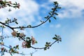 Nature floral background. Apple tree flowers. White branches of a flowering Apple tree against the blue sky. Flowering garden Royalty Free Stock Photo