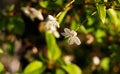 Nature floral background. Blooming Apple cherry tree. White Apple blossoms on a branch close-up. Live wall of flowers in a spring Royalty Free Stock Photo