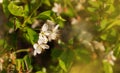 Nature floral background. Blooming Apple cherry tree. White Apple blossoms on a branch close-up. Live wall of flowers in a spring Royalty Free Stock Photo