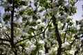 Nature floral background. Blooming Apple tree. White Apple blossoms on a branch close-up. Live wall of flowers in a spring garden Royalty Free Stock Photo