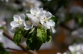 Nature floral background. Blooming Apple tree. White Apple blossoms on a branch close-up. Live wall of flowers in a spring garden Royalty Free Stock Photo