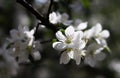 Nature floral background. Blooming Apple tree. White Apple blossoms on a branch close-up. Live wall of flowers in a spring garden Royalty Free Stock Photo