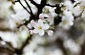 Nature floral background. Blooming Apple tree. White Apple blossoms on a branch close-up. Live wall of flowers in a spring garden Royalty Free Stock Photo