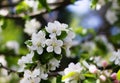 Nature floral background. Blooming Apple tree. White Apple blossoms on a branch close-up. Live wall of flowers in a spring garden Royalty Free Stock Photo