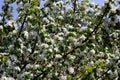 Nature floral background. Blooming Apple tree. White Apple blossoms on a branch close-up. Live wall of flowers in a spring garden Royalty Free Stock Photo