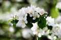 Nature floral background. Blooming Apple tree. White Apple blossoms on a branch close-up. Live wall of flowers in a spring garden Royalty Free Stock Photo