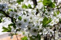 Nature floral background. Blooming Apple tree. White Apple blossoms on a branch close-up. Live wall of flowers in a spring garden Royalty Free Stock Photo