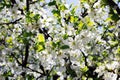 Nature floral background. Blooming Apple tree. White Apple blossoms on a branch close-up. Live wall of flowers in a spring garden Royalty Free Stock Photo